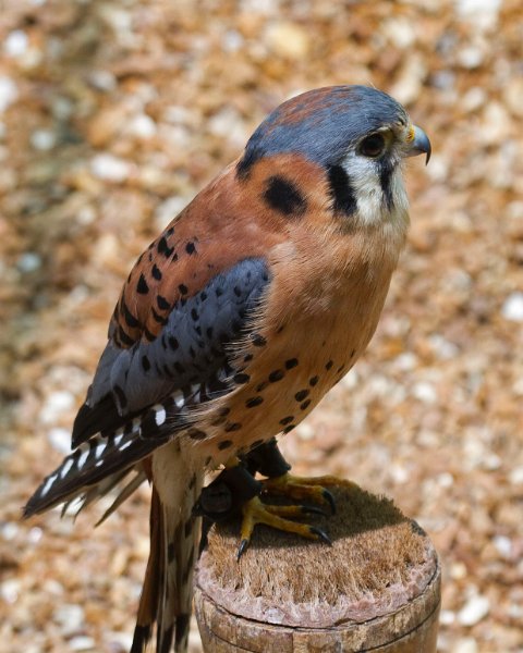 Kestrel-0009