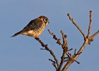 AmKestrel-0096.jpg