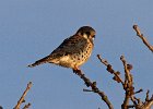 AmKestrel-0097.jpg