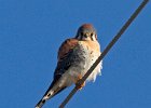 AmKestrel-0107.jpg