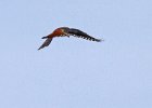 AmKestrel-0108.jpg