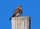 AmKestrel-0112.jpg