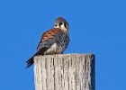 AmKestrel-0113.jpg