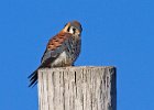 AmKestrel-0114.jpg