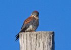 AmKestrel-0115.jpg