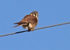 AmKestrel-0116.jpg