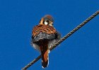 AmKestrel-0118.jpg