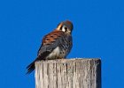 AmKestrel-0123.jpg