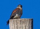 AmKestrel-0124.jpg