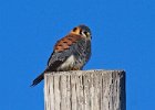 AmKestrel-0126.jpg