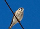 AmKestrel-0128.jpg