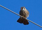 AmKestrel-0136.jpg