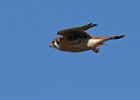 AmKestrel-0137.jpg