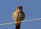 AmKestrel-0138.jpg