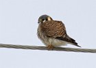 AmKestrel-0139.jpg