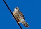 AmKestrel-0147.jpg