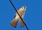 AmKestrel-0148.jpg