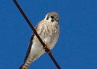 AmKestrel-0150.jpg