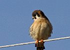 AmKestrel-0151.jpg