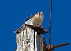 AmKestrel-0154.jpg