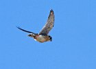 AmKestrel-0157.jpg