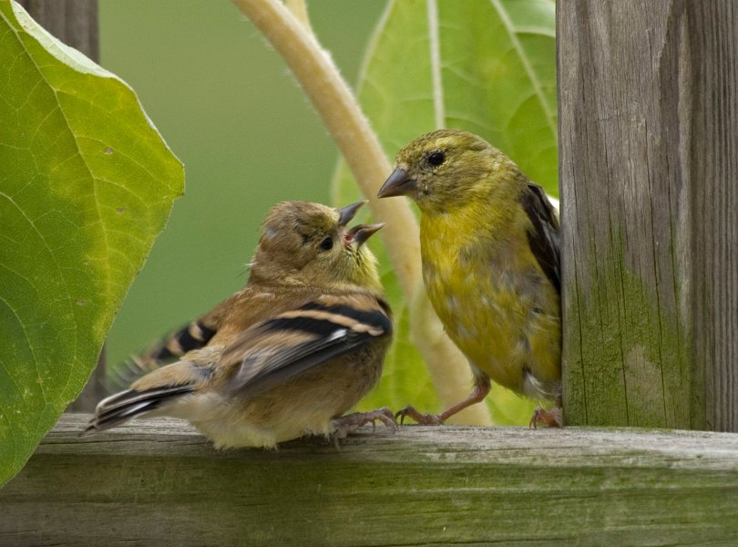 Goldfinch-0011