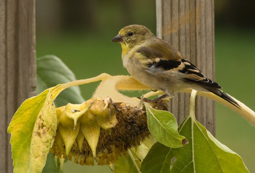 Goldfinch-0014