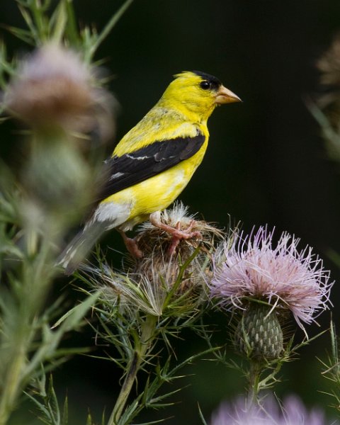 Goldfinch-0041