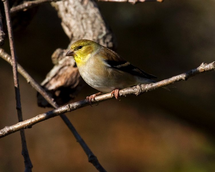 Goldfinch-0050