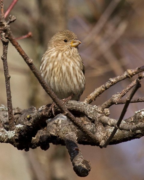 HouseFinch-0039