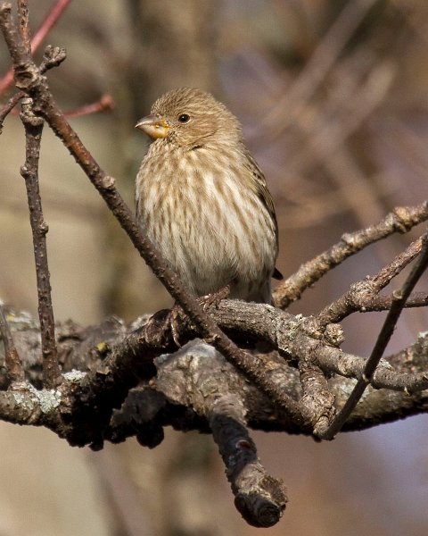 HouseFinch-0040