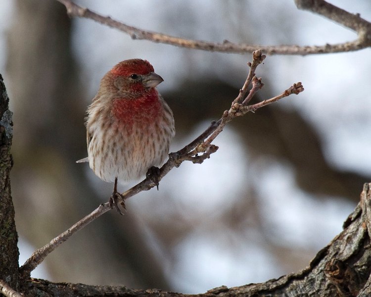 HouseFinch-0042