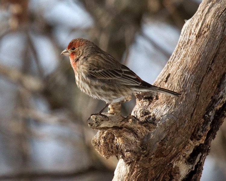 HouseFinch-0044