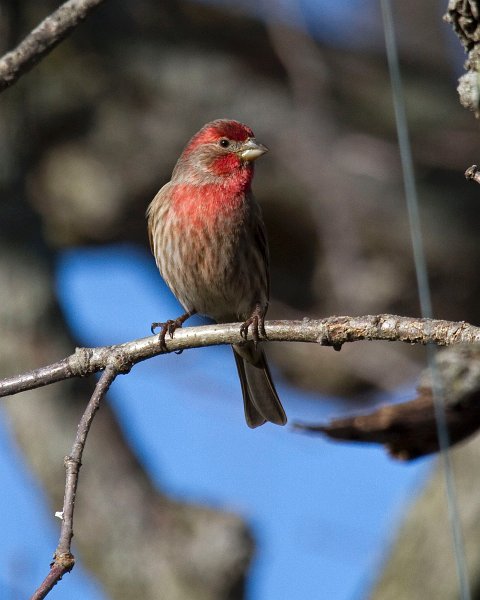 HouseFinch-0045