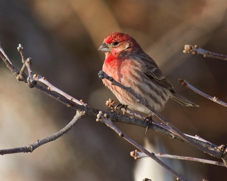 HouseFinch-0049