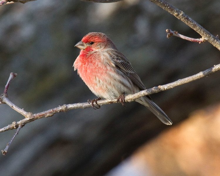 HouseFinch-0051