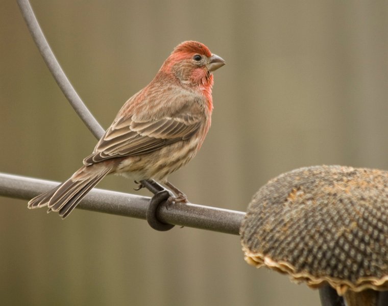 Housefinch-0003