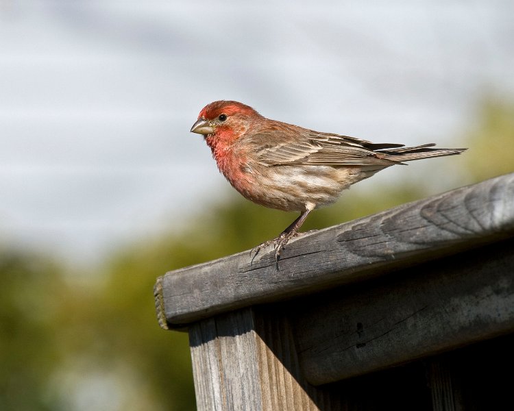 Housefinch-0019