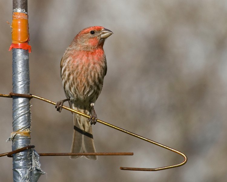 Housefinch-0020