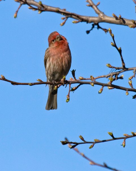 Housefinch-0021