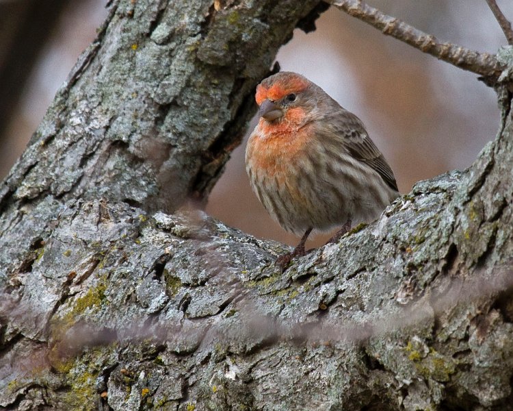 Housefinch-0035