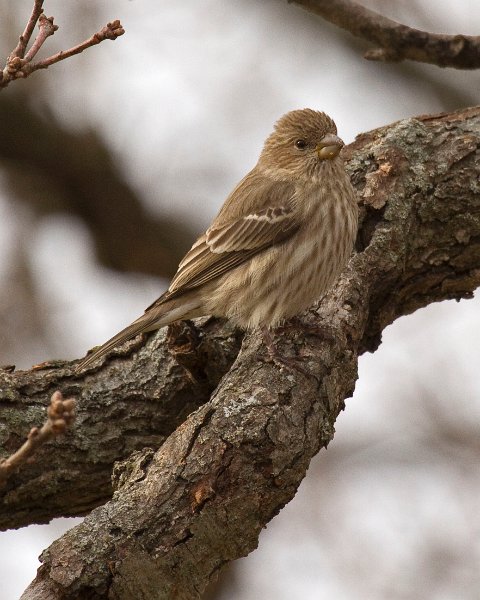 Housefinch-0038