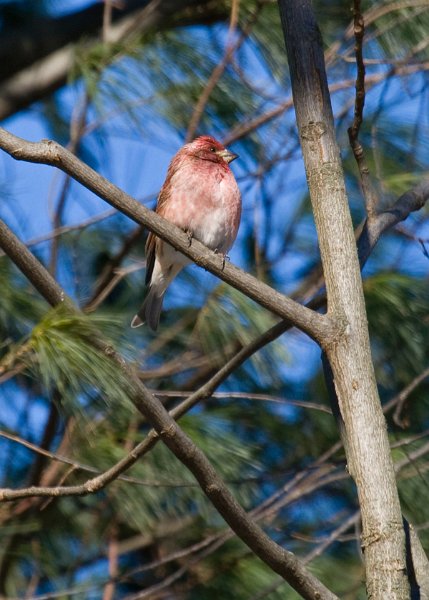 Purplefinch-0005