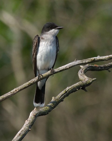 EKingbird-0023