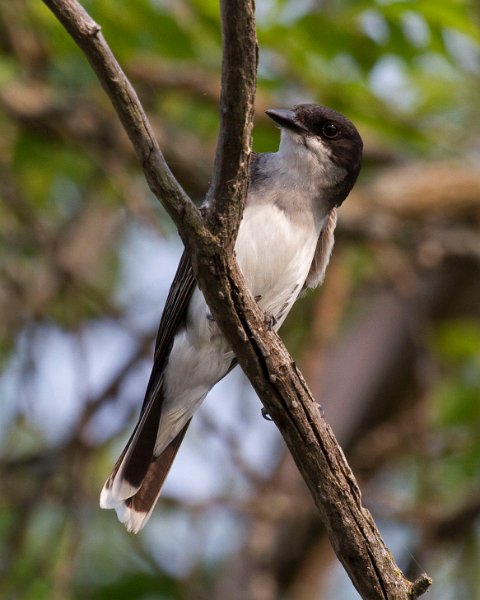 EKingbird-0026