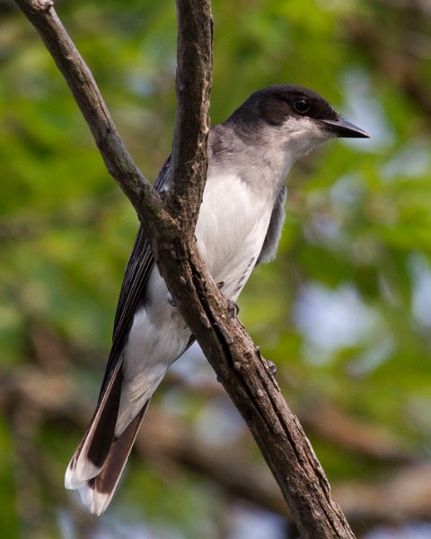 EKingbird-0028