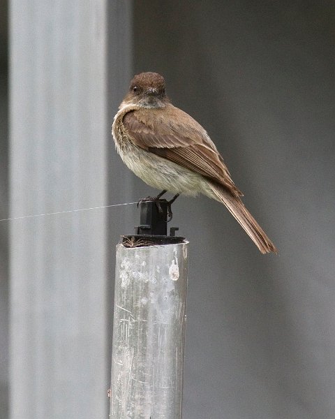 EPhoebe-0011