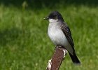 EKingbird-0012.jpg