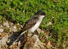 EKingbird-0014.jpg