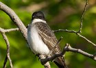 EKingbird-0018.jpg